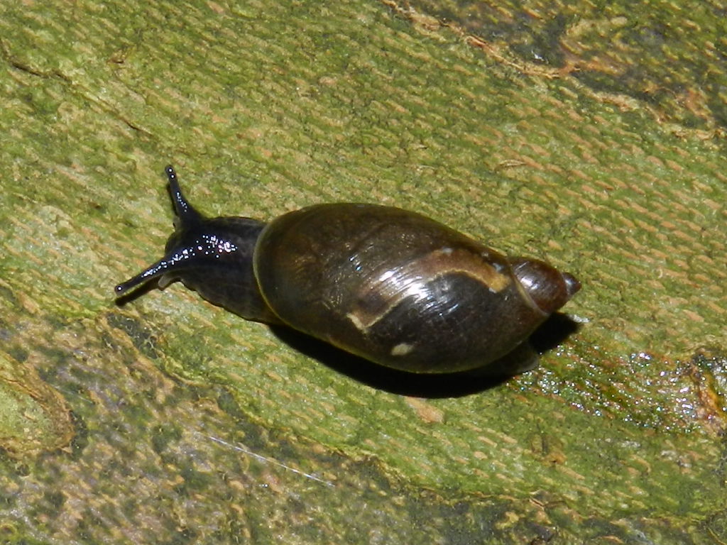 Succineidae